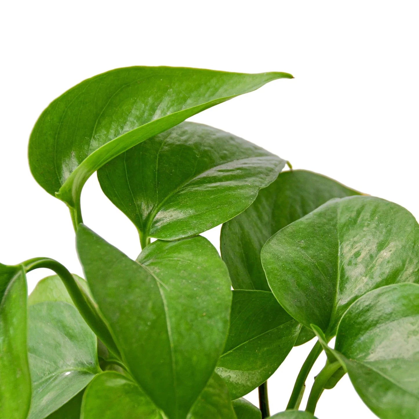 Green Queen Pothos