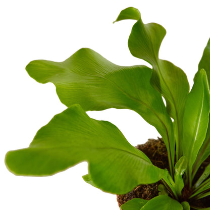 Bird's Nest Fern