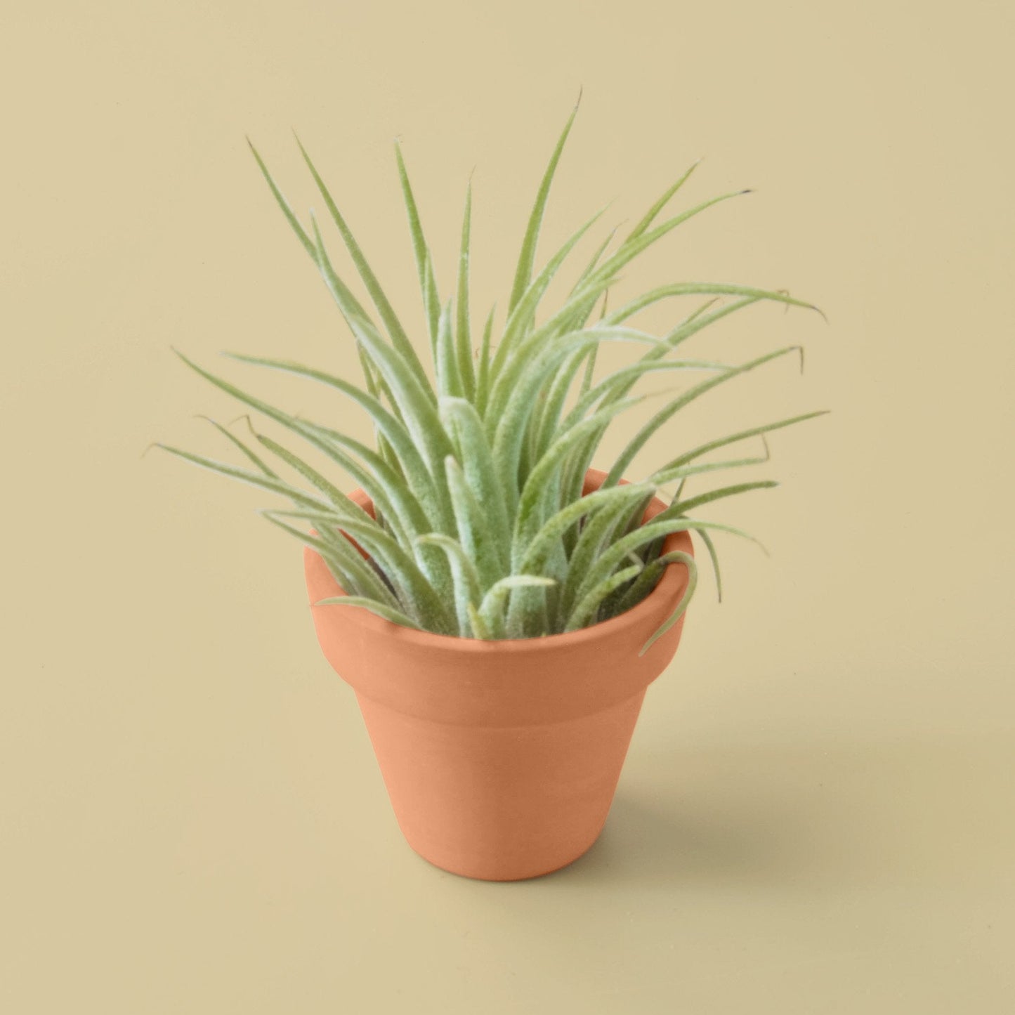 Air Plant with Terra Cotta Pot