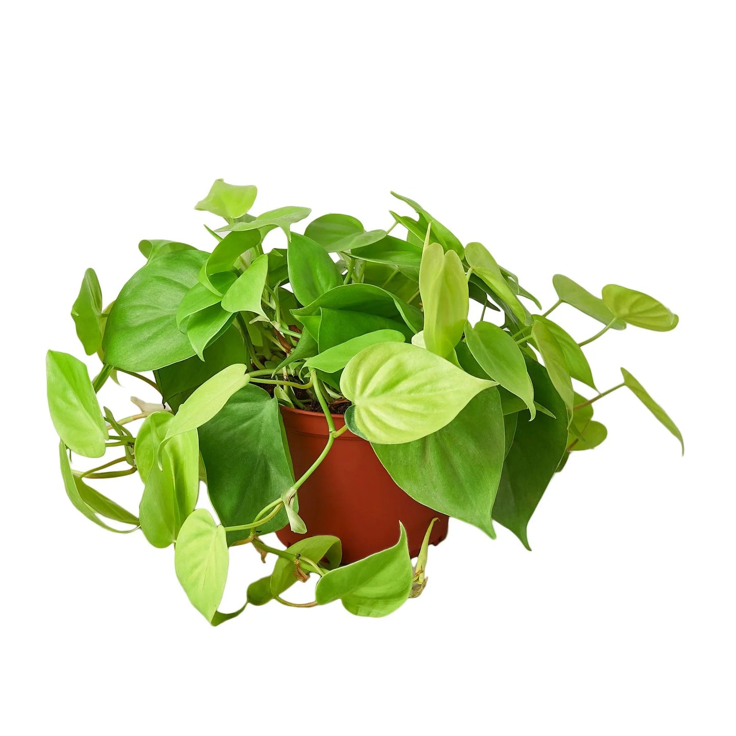 Neon Philodendron