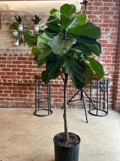 Fiddle Leaf Fig Tree