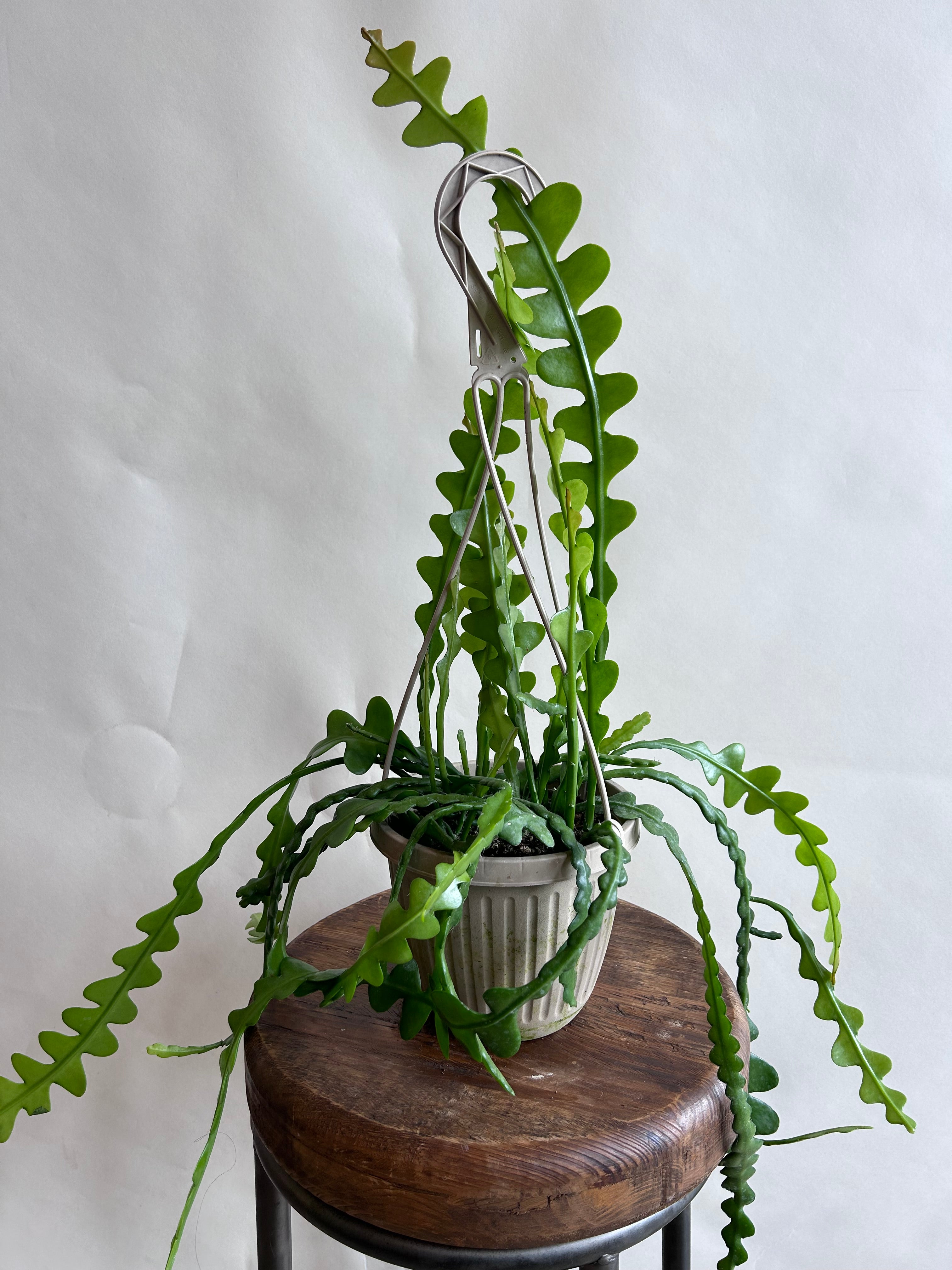 Calla Cactus How To Split A Calla Lily (The Right Way) – Cafe Planta