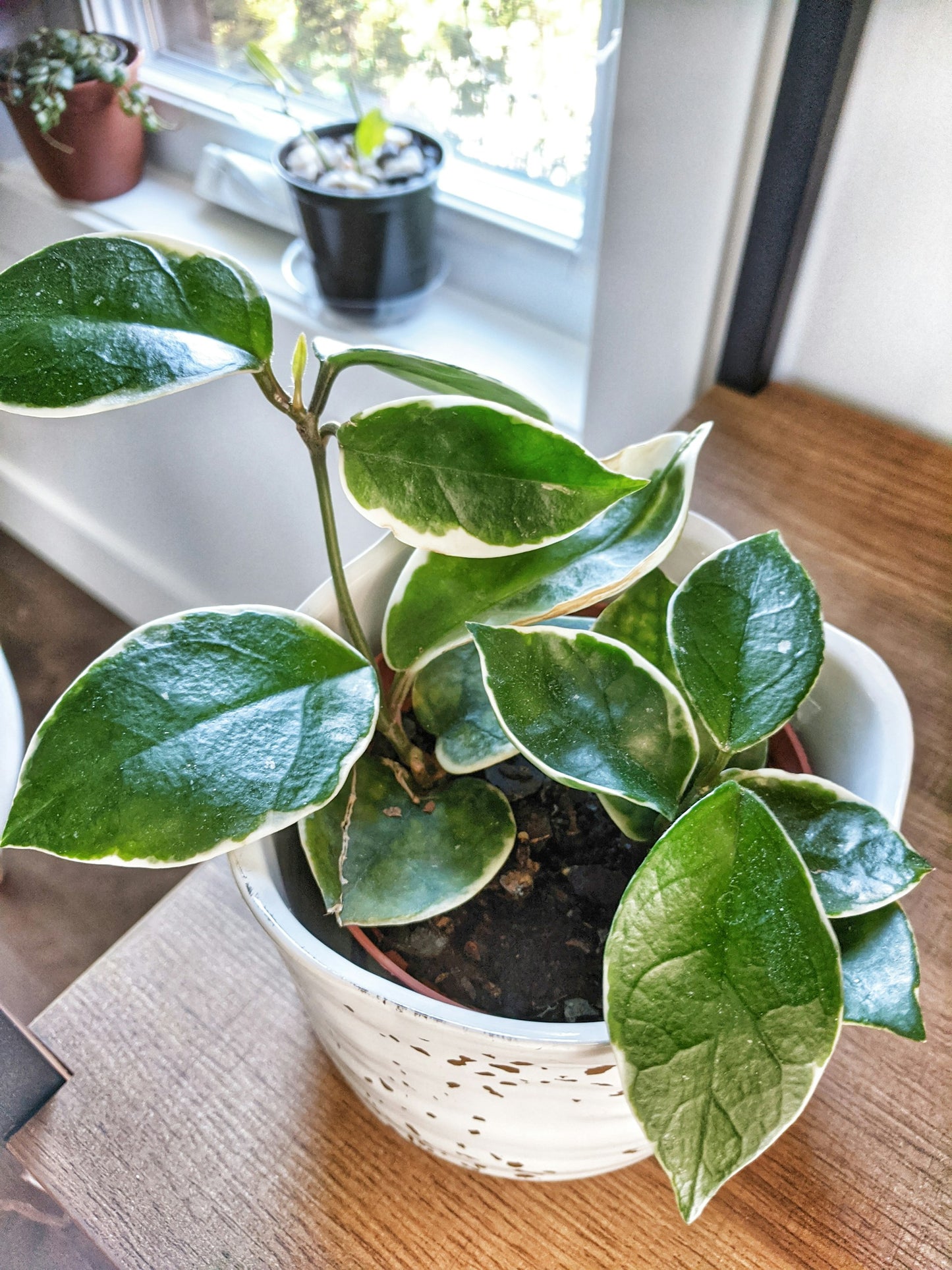 Hoya Plant