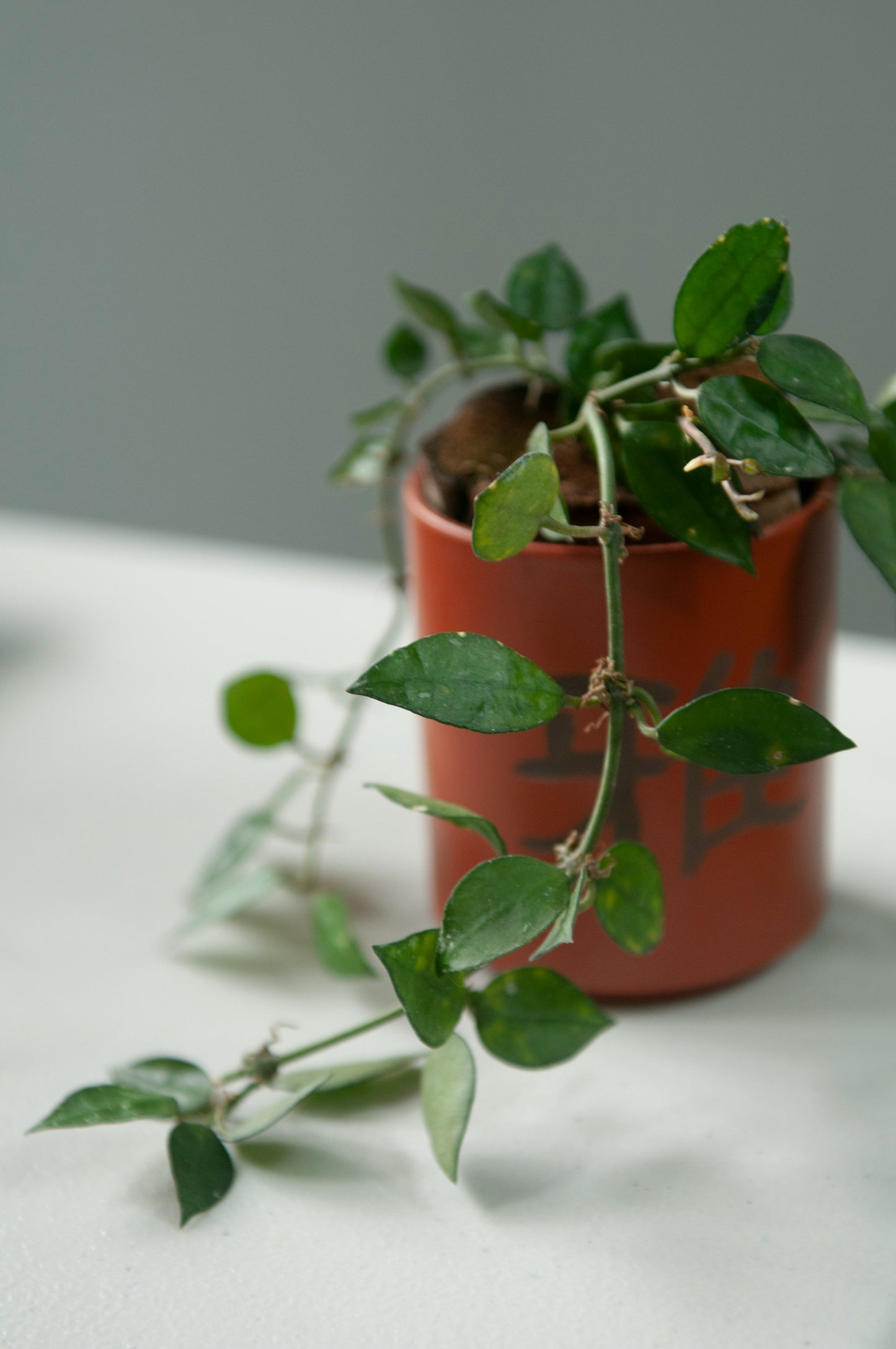 Hoya Plant