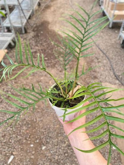 Philodendron Tortum