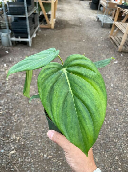 Philodendron Mcdowell