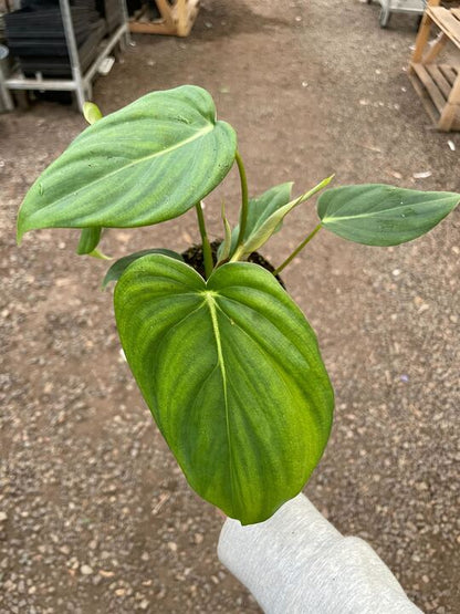 Philodendron Mcdowell