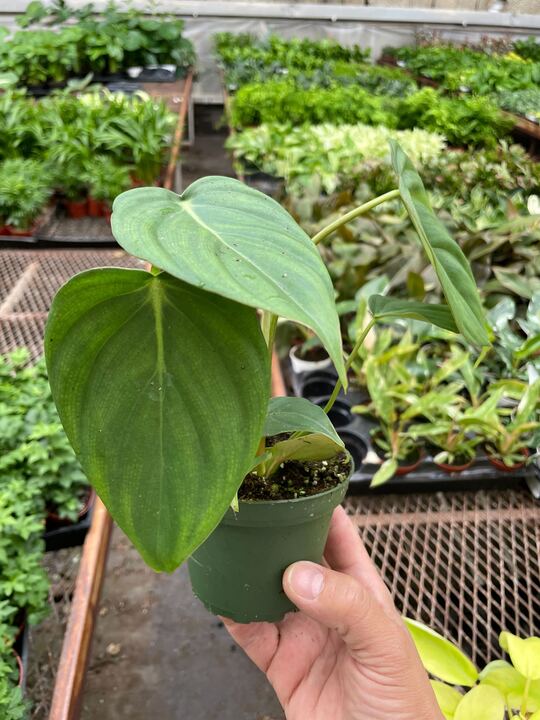 Philodendron Mcdowell