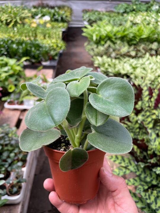 Peperomia Felted