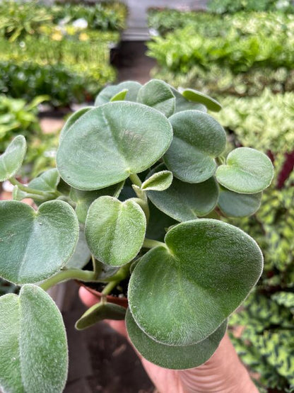 Peperomia Felted