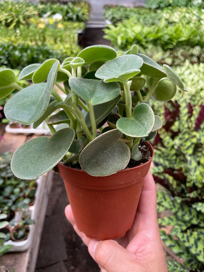 Peperomia Felted