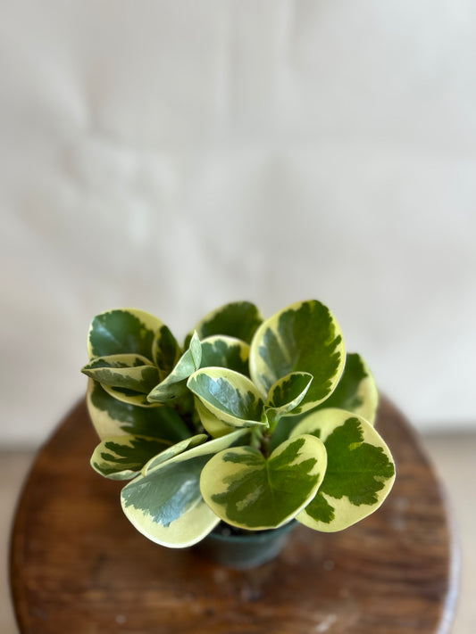 Variegated Peperomia