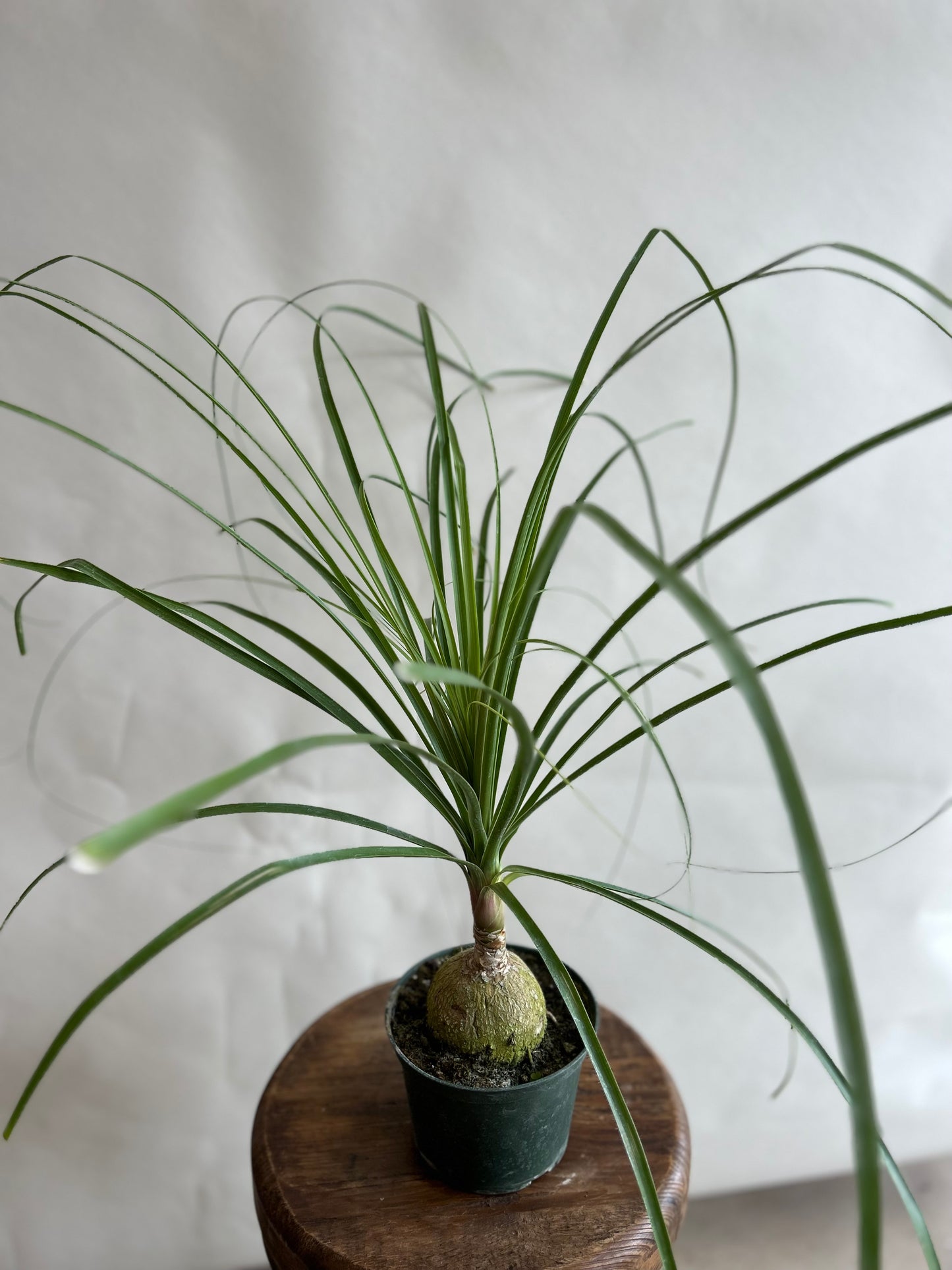 Ponytail Palm