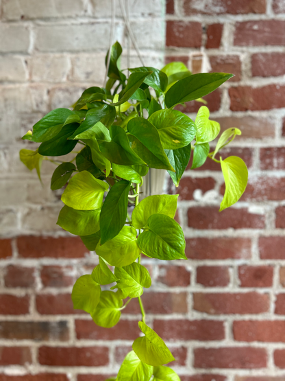 Pothos Plant