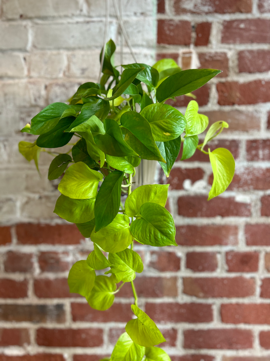 Pothos Plant