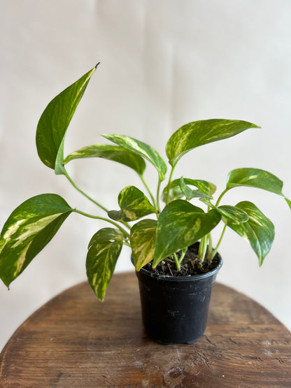 Pothos Plant