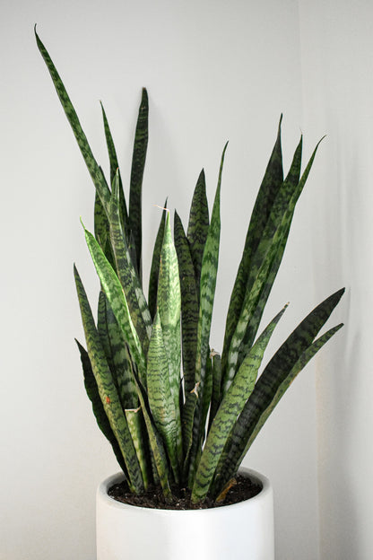 Snake Plant