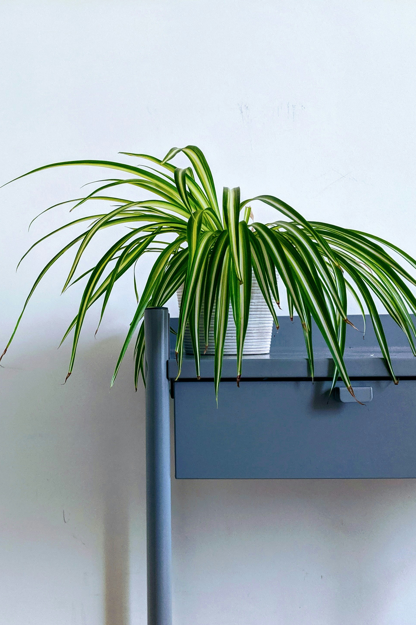 Spider Plant