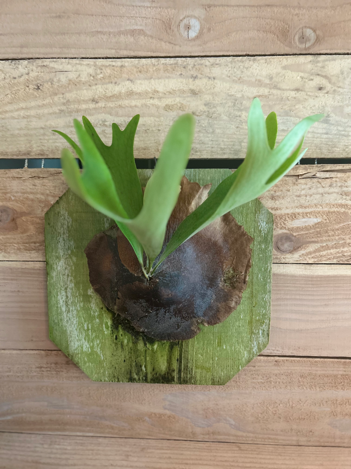 Staghorn Fern