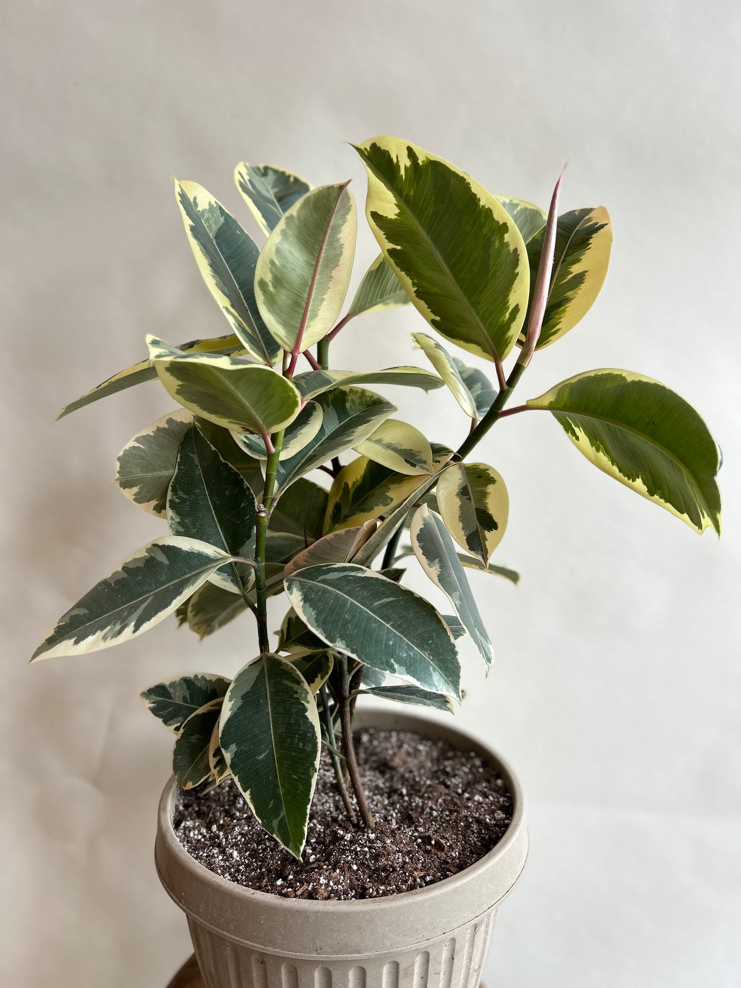 Ficus Tineke